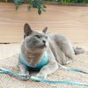 D&S Grooving Cat Harness & Lead - Image 2