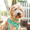 D&S Lahana Dog Collar - Image 2