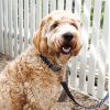 D&S Crossways Dog Collar - Image 2