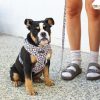 D&S Wild One Dog Lead - Image 4