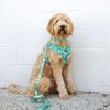 D&S Lahana Dog Harness - Image 4