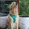 D&S Lahana Dog Harness - Image 7