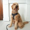 D&S Crossways Dog Harness - Image 5