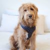 D&S Crossways Dog Harness - Image 2