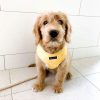 D&S Wild Sunflower Dog Harness - Image 2
