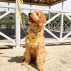 D&S Wild Sunflower Dog Harness - Image 4