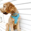 D&S Grooving Dog Harness - Image 4