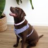 D&S Purple Delight Dog Harness - Image 2