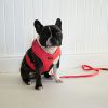 D&S Raining Hearts Dog Harness - Image 2