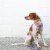 D&S Wild One Dog Harness - Image 4