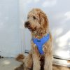 D&S Ziggy Dog Harness - Image 2