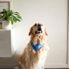 D&S Adventurer Dog Bandana Set - Image 2