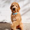 D&S Chamomile Dog Bow-Tie Set - Image 2