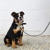 D&S Black Vegan Leather Dog Lead - Image 2
