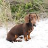 D&S Black Vegan Leather Dog Collar - Image 2