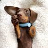 D&S Blue Vegan Leather Dog Collar - Image 2
