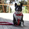 D&S Red Vegan Leather Dog Collar - Image 2