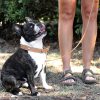D&S Tan Square Stud Vegan Leather Dog Collar - Image 2