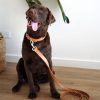 D&S Tan Vegan Leather Dog Lead - Image 2