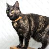 D&S Tan Vegan Leather Cat Collar - Image 2