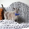 Dan & Sam Navy Dream Cat Collar & Bowtie - Image 2