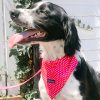 D&S Pink Mania Dog Bandana Set - Image 2