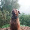 D&S Black Genuine Leather Staffy Collar - Image 2